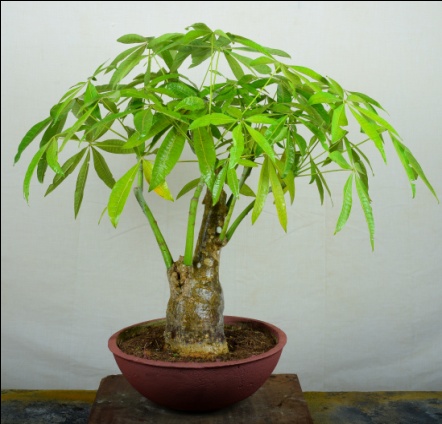 Money Tree